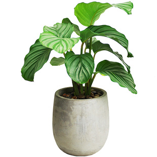 青苹果竹芋观叶水培植物喜阴绿植办公室内盆栽净化空气好养高级感