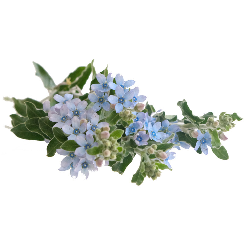 花气｜蓝星花鲜花稀有蓝色花材空运速递家庭插花节日送花包月鲜花