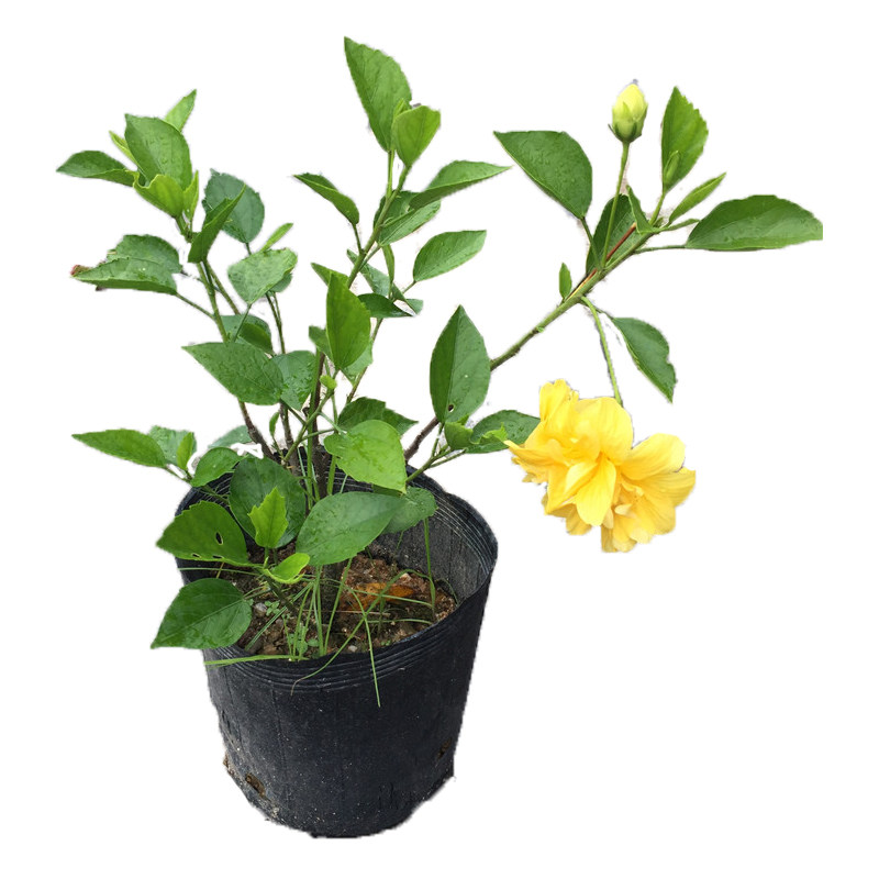 重瓣红色朱瑾室内绿植物扶桑花苗