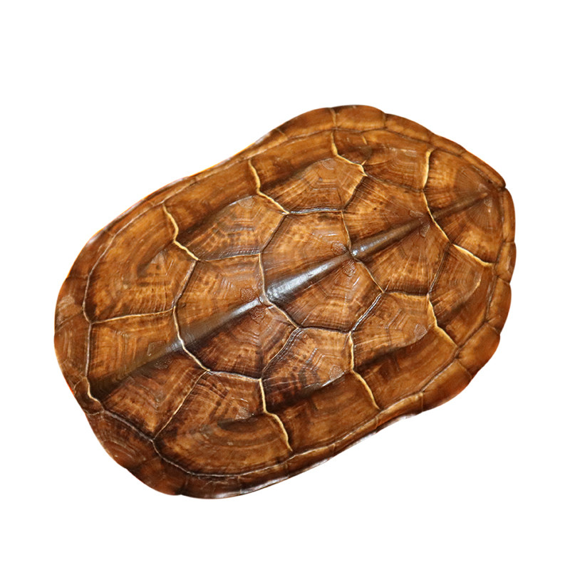 天然保真乌龟壳文玩把件完整龟甲干净完整摆件送铜钱赠品礼品一套_虎窝淘