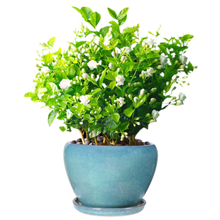 欧式陶瓷花盆钻石多边形带托盘个性简约室内园艺绿萝吊兰虎皮兰盆