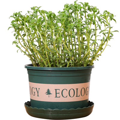 种苗阳台盆栽高钙植物养心菜