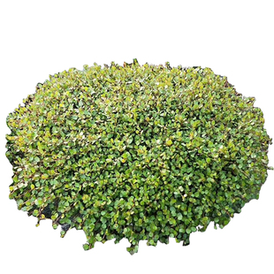 360千叶兰黄金络石花叶络室外大型垂吊植物大吊兰盆栽室外大盆栽