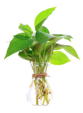 风信子塑料高款水培植物器皿花瓶