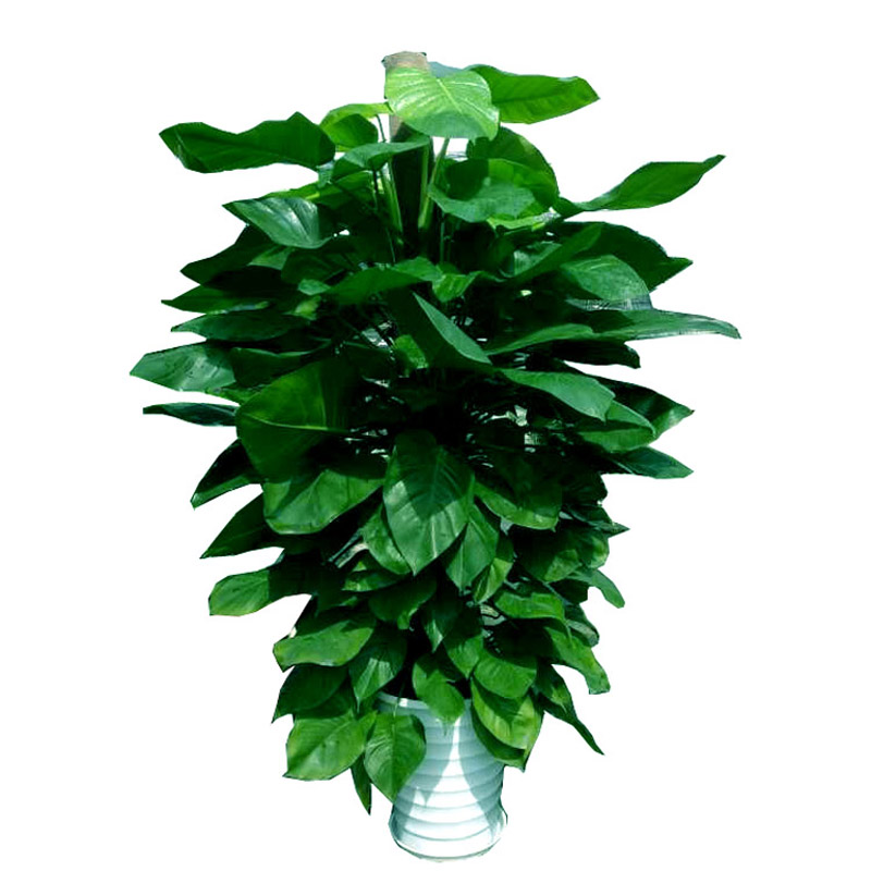 绿萝大叶绿萝盆栽绿植好养活