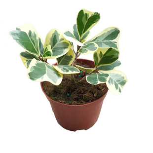 花叶三角榕心叶榕锦叶植物花叶绿植盆栽室内绿植耐阴植物心形叶子