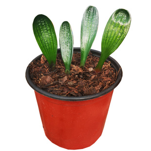 长春精品国兰君子兰一叶小苗麻脸圆头珍珠和尚立板短宽叶盆栽绿植