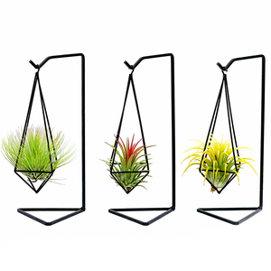 空气凤梨铁艺桌面套餐室内客厅绿植盆栽空凤来仪