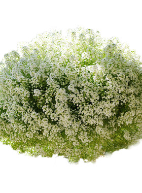 进口香雪球阳台盆栽花种子