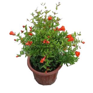 新品牡丹石榴花盆栽大苗重瓣花石榴树苗盆景室内庭院植物