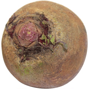 新鲜甜菜根 红菜头 新鲜蔬菜 甜菜头 多汁紫菜头 500g