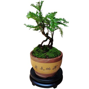 油杉树盆景南方红豆杉四季常青香榧盆栽办公室阳台客厅盆景包邮