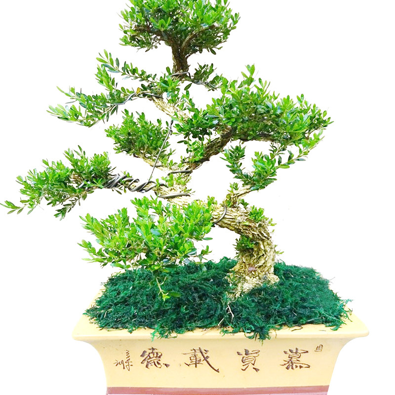 黄杨盆景客厅玄关提升家居格调