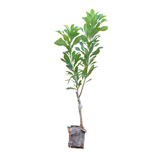 杨梅树树苗东魁杨梅苗树苗带土嫁接苗当年结果特大南方地栽果树苗