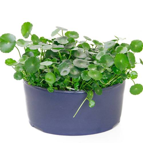 水培铜钱草+玻璃瓶套装 金草水养绿色植物绿植花卉北京专车直送