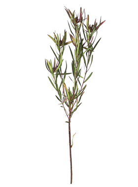 进口木百合绿色家居软装细叶干花