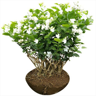 广西横县重瓣茉莉花苗白茉莉盆栽盆景四季绿植花卉老桩树桩根植物