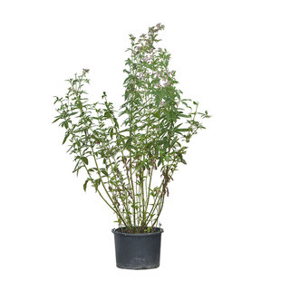 暖暖半岛 大麻叶泽兰 五加仑叶佩兰庭院花园植物宿根植物进口稀有