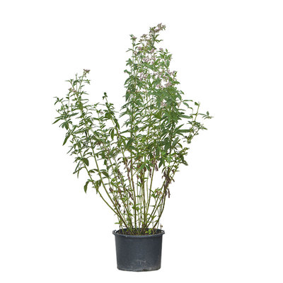 暖暖半岛庭院进口宿根植物