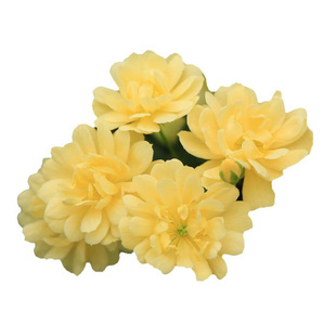 老舍花经 黄木香藤本盆栽大苗拱门无刺花墙耐热耐寒庭院月季花苗