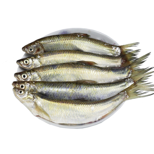 小白条鱼新鲜餐条鱼冷冻餐子鱼刁子鱼原生态鲜活小河鱼小杂鱼小鱼