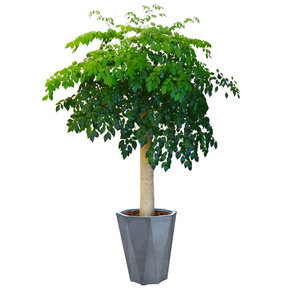 【可拍照选货】特大幸福树盆栽