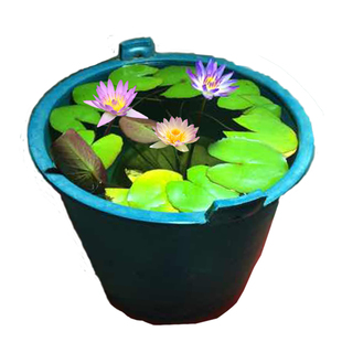 荷塘泥 碗莲睡莲专用塘泥大包包邮荷花泥淤泥河泥水生植物营养泥