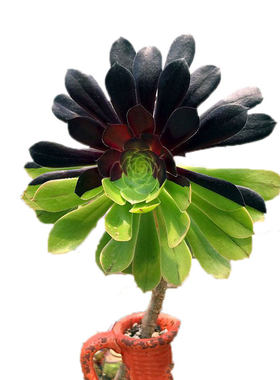 多肉植物墨法师老桩超木质化