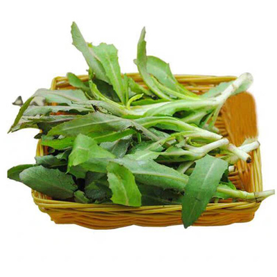 新鲜苦苦菜现挖曲曲菜曲麻菜5斤