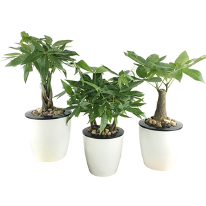 发财树盆栽摇钱树水培绿植水养植物花卉办公室内招财树金钱树绿萝