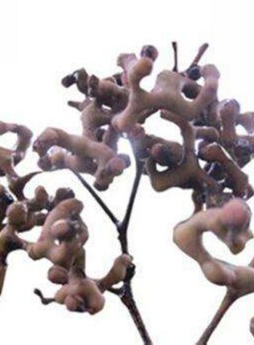 拐枣种子种籽万子万寿果野生果树