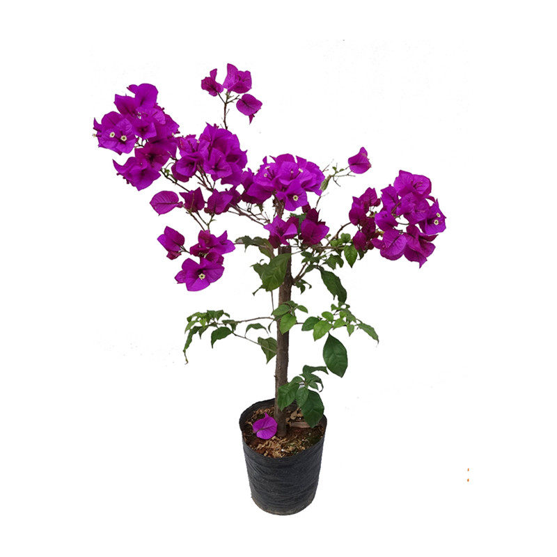 三角梅老桩攀爬藤本云南紫四季开花阳台盆栽花卉庭院多年大苗易活