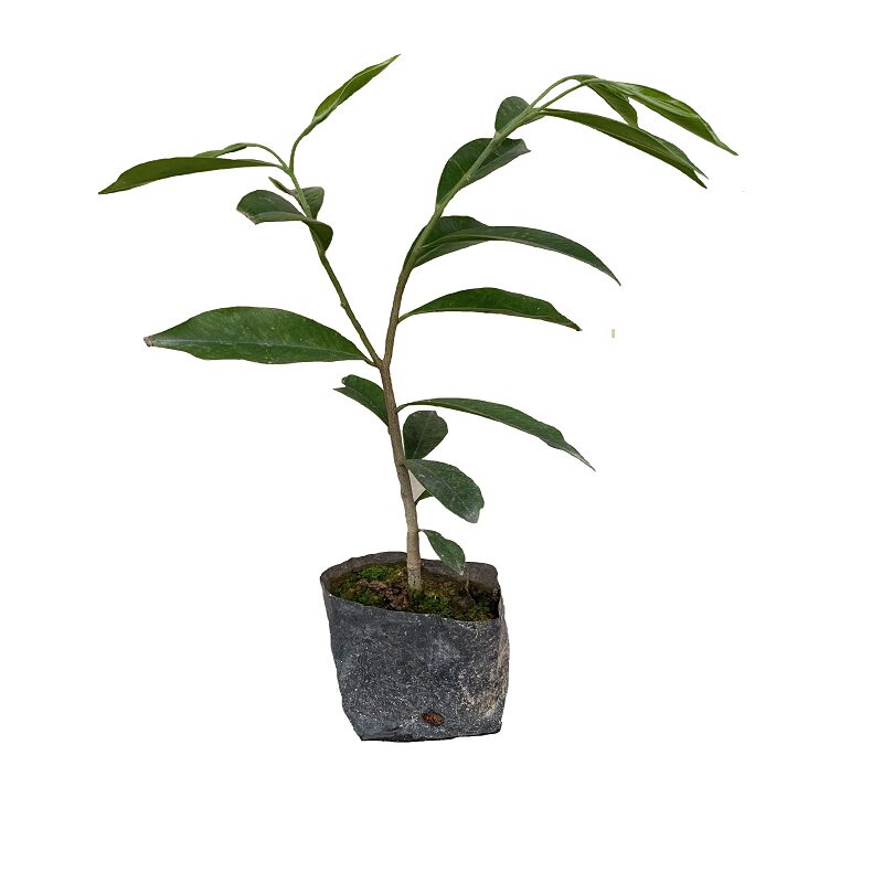 热销正宗名贵海南沉香苗白木香庭院阳台盆栽植物常绿原土发货