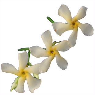 风车茉莉粉色盆栽花卉小苗爬藤本植物包邮推荐新款庭院攀援春季