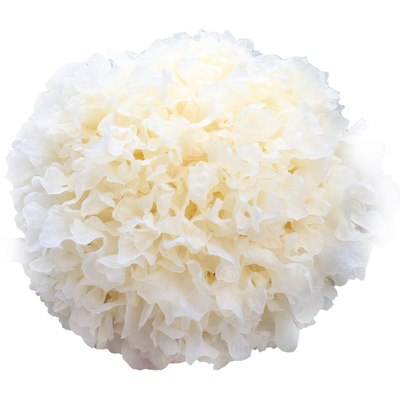 古田新鲜银耳6朵高山活糯耳包邮