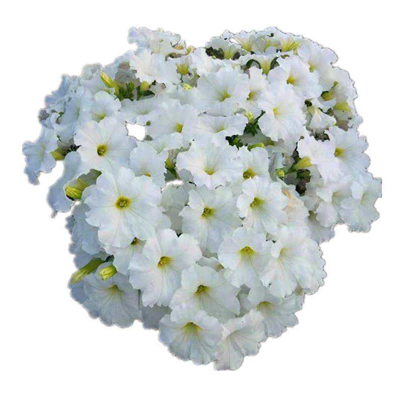 进口花种子美国泛美海市蜃楼系列矮牵牛双瀑布重瓣矮牛10粒包对版