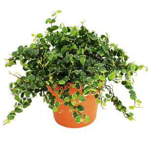 花与花器 花叶薜荔掌叶薜荔小叶薜荔 雨林水陆缸耐阴植物盆栽垂吊