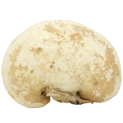 福源堂白林250克包邮野生灵芝