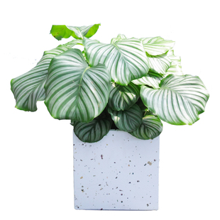 大青苹果竹芋 办公室内翠叶盆栽豹纹竹芋双线银纹竹芋观叶绿植