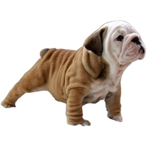 英国斗牛犬幼犬活体宠物狗幼崽英斗大骨骼憨厚健壮赛级家养英斗g