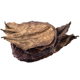 乌龟榄仁叶鱼缸懒人叶热带鱼玛塔降酸降ph调节改善水质造景10片装