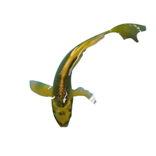 纯种黄金松叶龙凤锦鲤活体鱼苗包鱼邮包活冷水长尾观赏鱼群游喂食