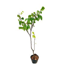 杨桃树苗马来西亚四季甜红杨桃苗嫁接盆栽水果苗庭院绿植当年结果