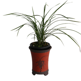 刘阁兰花 现带浓香花苞出售 白雪公主莲瓣兰花苗室内花卉盆栽兰草