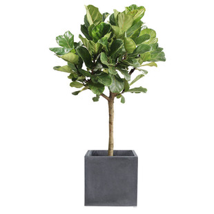 琴叶榕盆栽植物四季常绿北欧网红热卖办公室客厅卧室绿植花喜阳