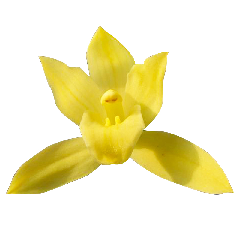 建兰四季兰 玉妃 夏带花苞出售有香味的兰花 好养南靖兰花苗盆栽