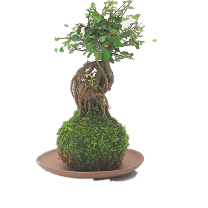 苔玉创意苔藓植物球盆景提根榆树老桩水苔球菖蒲室内水培绿植盆栽
