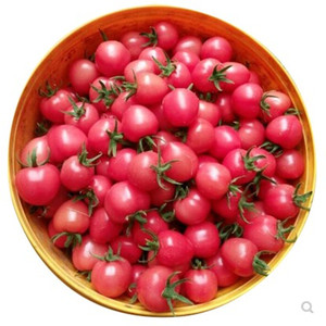 寿光蔬菜种子粉娘樱桃番茄种子日本坂田种源基地种植500粒装