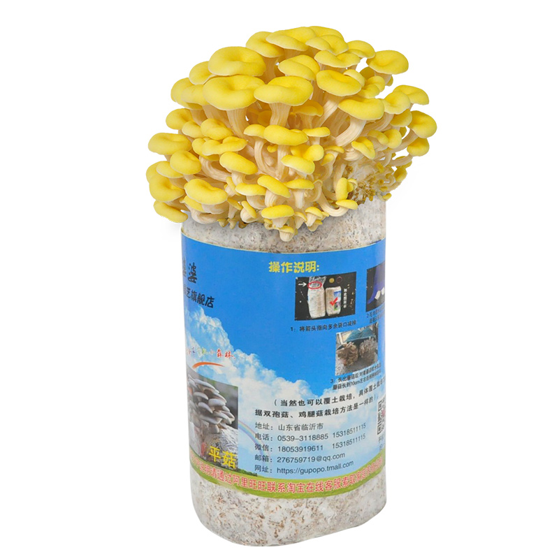 悦蘑菇娘 榆黄蘑菌种蘑菇菌包菌棒盆栽食用菌阳台家庭种植蘑菇菌
