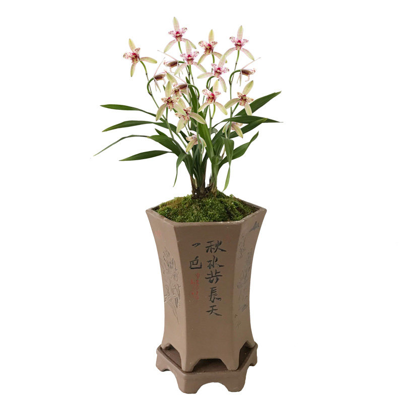 好养活易开花花色艳而不俗